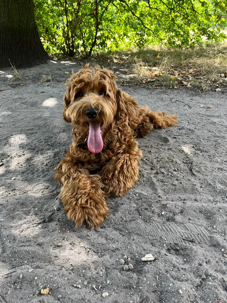 Labradoodle